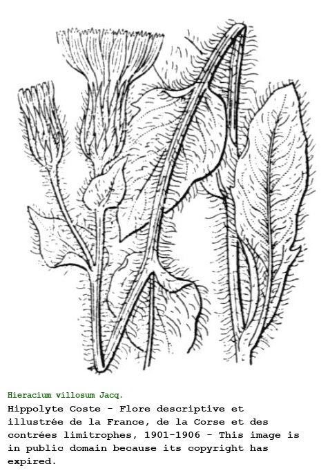 Hieracium villosum Jacq.